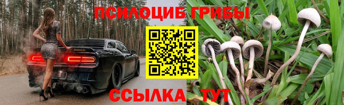 Новошахтинск  Галлюциногенные грибы Psilocybe  где найти   Вход с VPN 